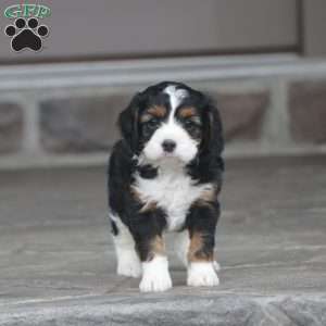 Chief, Cavapoo Puppy